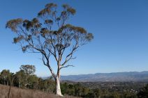 More gums (Brittle Gum)