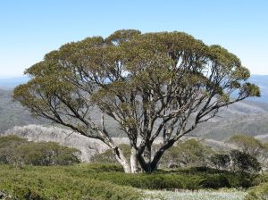 Can this Snow Gum in the Snowy Mountains be my object?