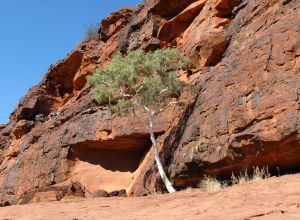 Ghost Gum against the red rocks of Palm Valley