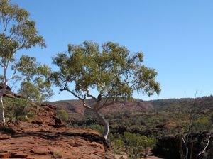 Ghost Gum on a cliff edge in Palm Valley
