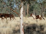 Brumbies on the run in Central Australia