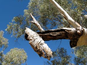 Looking up at a River Red Gum in Serpentine Gorge