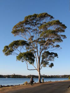 Sydney Blue Gum on the Hastings River