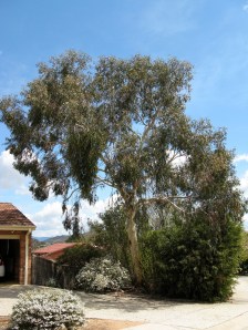 Eucalyptus Pauciflora