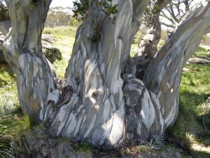 Snow Gum trunk