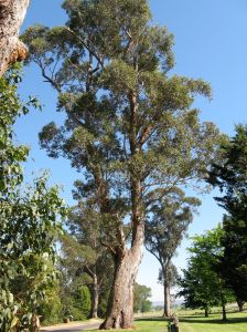 Gum tree, Orbost