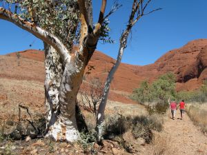 RiverRedGumKT River Red Gum