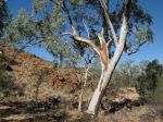 River Red Gum