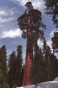 Giant Sequoia, Yosemite