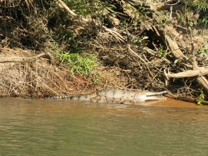 Crocodile in the Katherine River