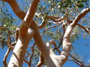 Salmon Gum (Eucalyptus Tintinnans)