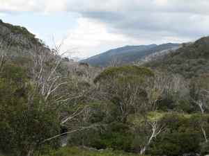 Snowy Mountains, near Thredbo