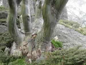 Eucalyptus Stellulata or Black Sallee