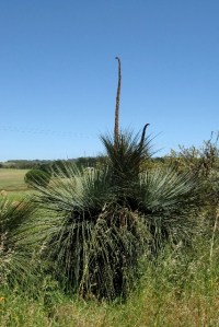 Xanthorrhoea