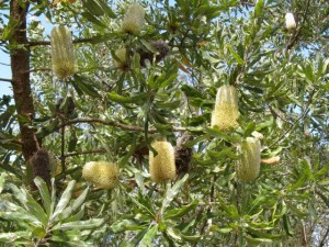 Banksia Banksia