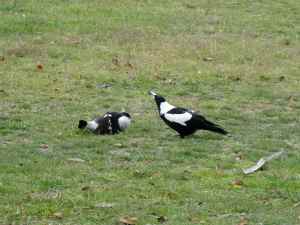 Magpies at Tidbinbilla