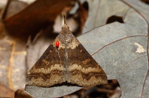 Moth (Courtesy: Myriorma, from flickr, using CC-NC-BY-SA 2.0)