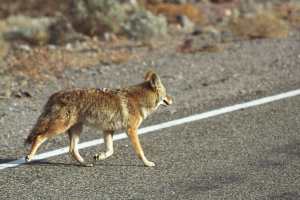 Coyote in Death Valley