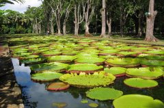 Pamplemousses Giant water lilies, Pamplemousses