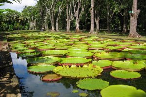 Giant water lilies, Pamplemousses