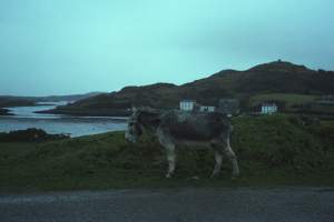 Connemara Donkey, Galway, 1980
