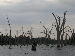 Dead gums in Lake Mulwala