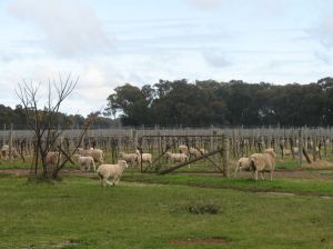 Sheep among the vines at Stanton and Killeen
