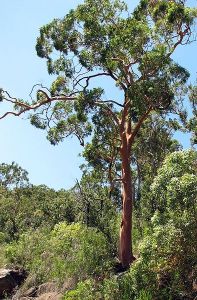 Angophora Costata
