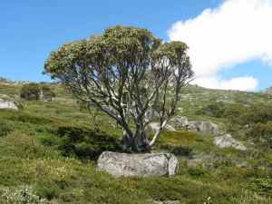 Australian high country (Mt Stilwell)