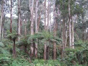 Sherbrooke Forest and Eucalyptus regnans