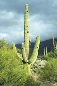 Saguaro, near Tucson