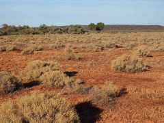 Samphire Shrubland