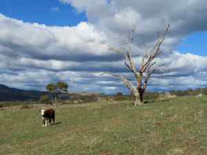 Pic of farm at Williamsdale