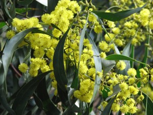 Image of Golden Wattle